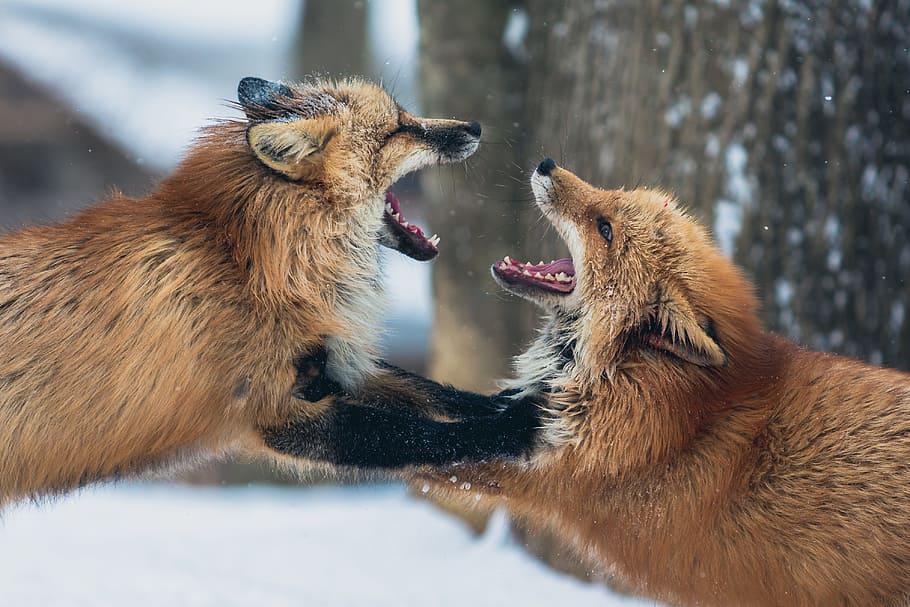 Image of two foxes