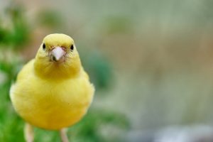 Image of a canary