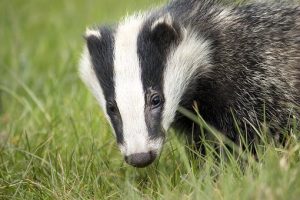 Photo of a badger